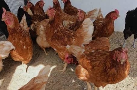 MASHALLAH 4 Lohman brown hens and Aseel murga