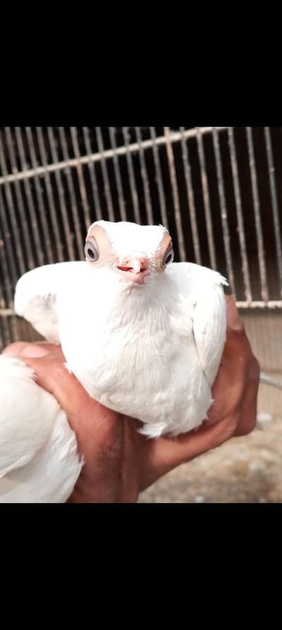 Budapes/Doorbeen Quality Pair 03007209391 Adil