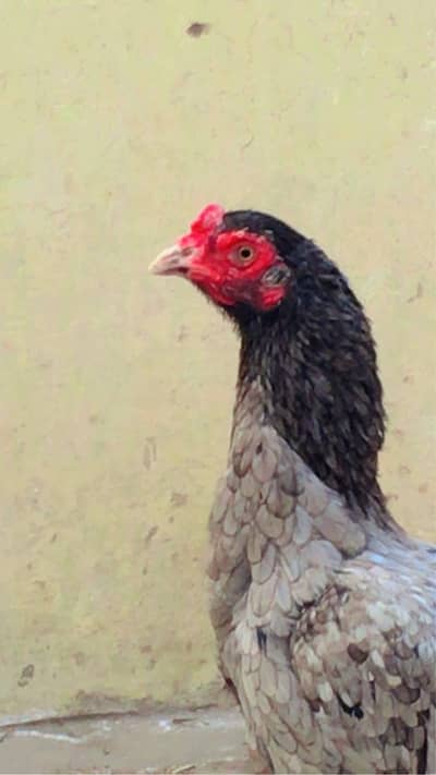 Mianwali slatte Madi sale