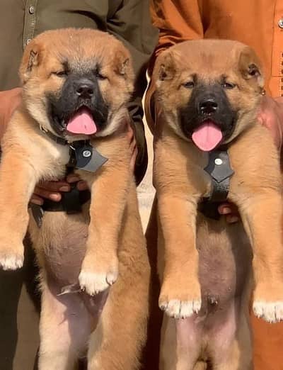 Turkish kangal dabal Hadi havey bone   security dogs forsale pair