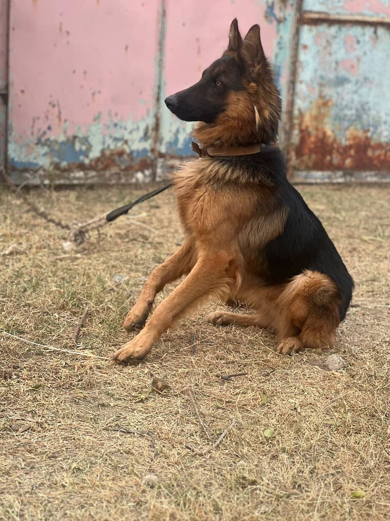 German Shepherd 1