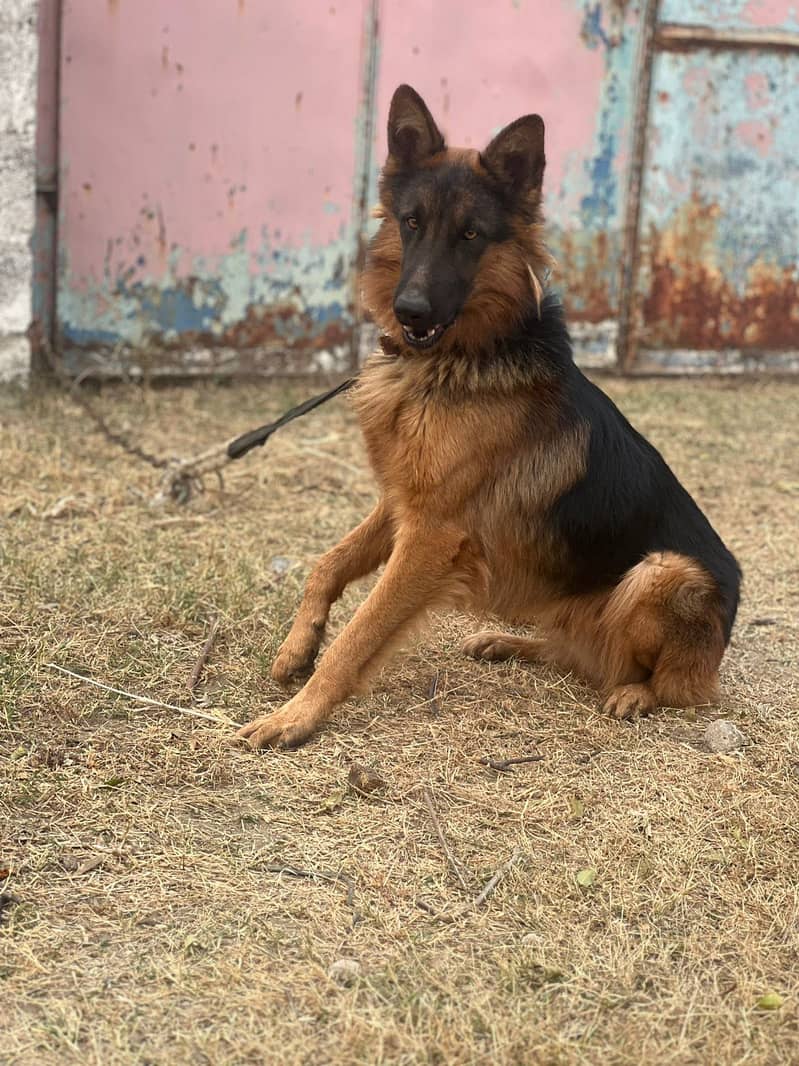 German Shepherd 2