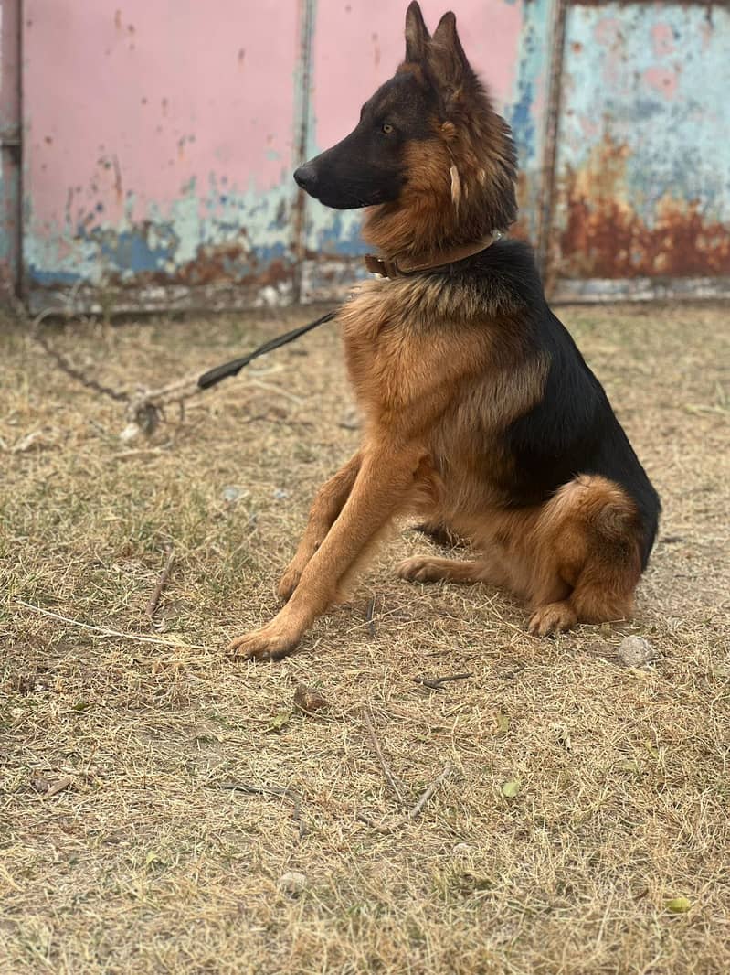 German Shepherd 3