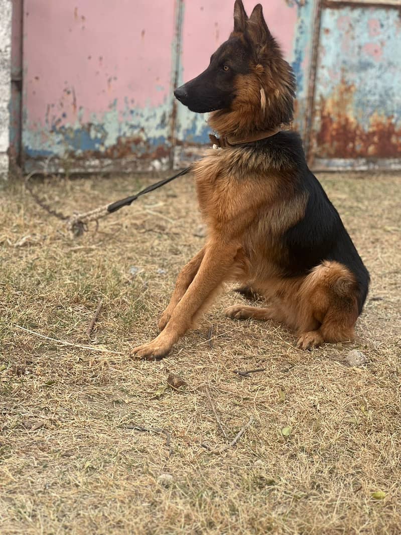 German Shepherd 4