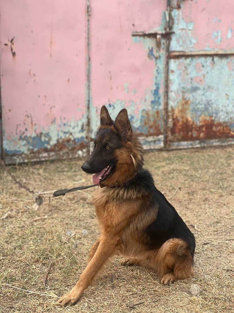 German Shepherd 5