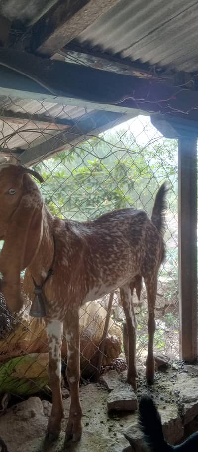 Makhi cheeni goat for sale