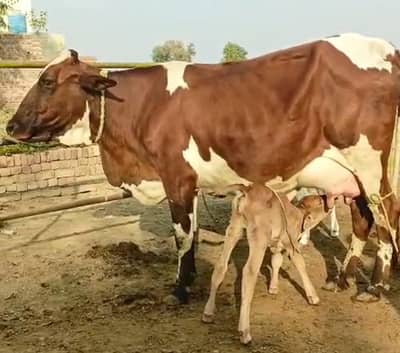 Cross breed Cows for Sale – Best Quality