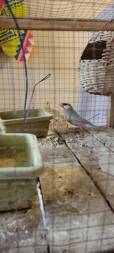 java  breeder female