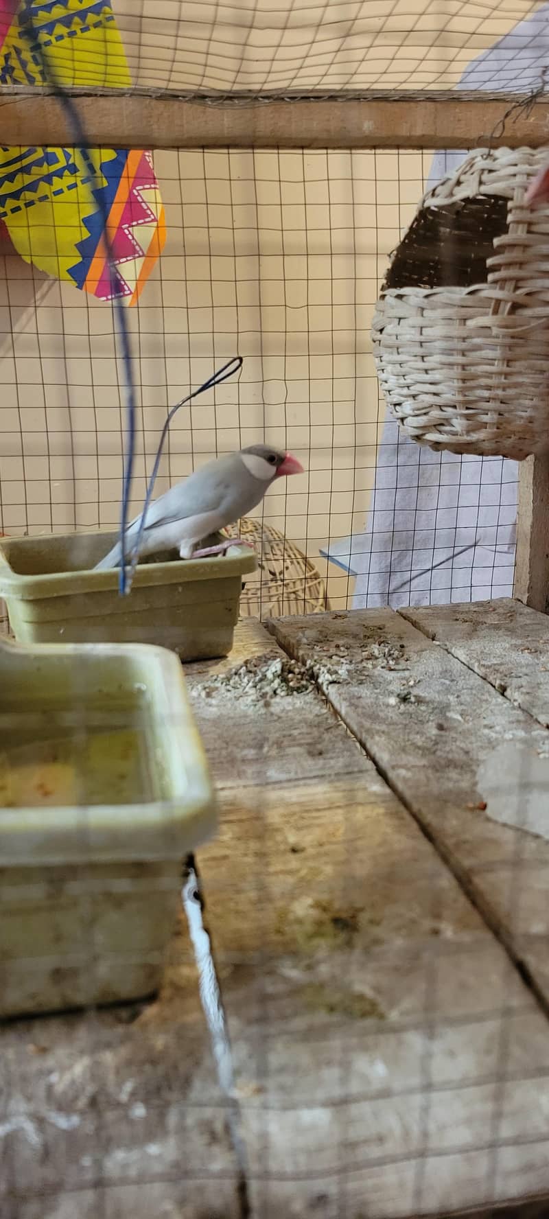 java  breeder female 1