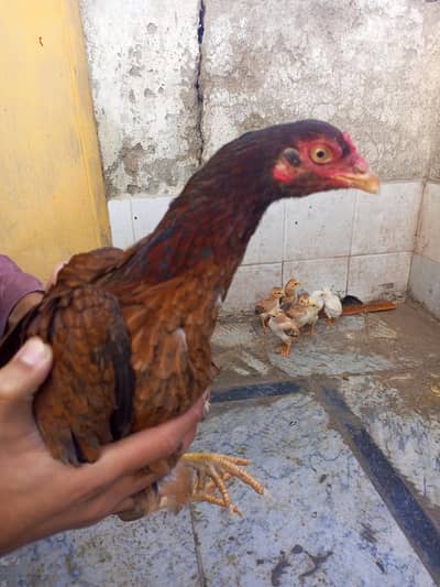 ak murge ha 7 bacha han ak hafta k