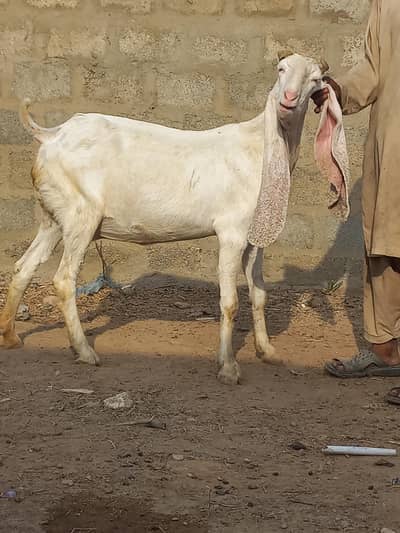 11 Healthy Goats & Nawabshah Dumba for Sale (Gulabi & Mixed Breeds)