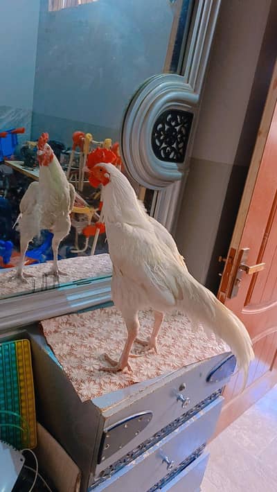 acha murgha sirf taaj thora baraah He