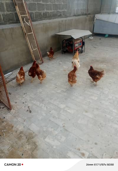 pure lohman brown 03002346298