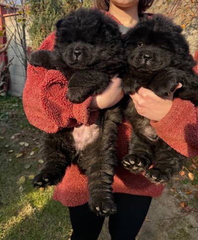 chow chow puppies available