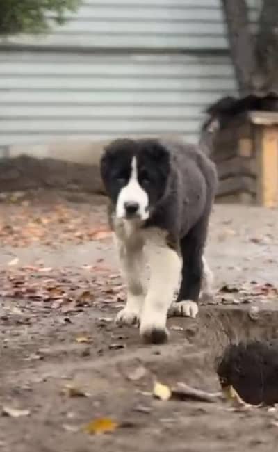 Alabai male pup (giant size)