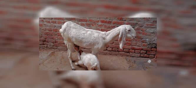 rajunpuri bakri our bkra