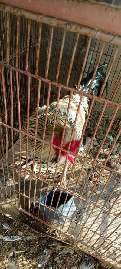 Aseel murgha for sell