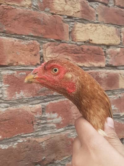 Peeli aseel madi long height