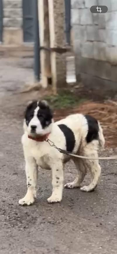 Big size Alabai male puppy