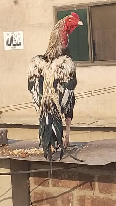 main wali Aseel Sawa