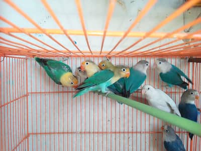 loves Birds Mashallah