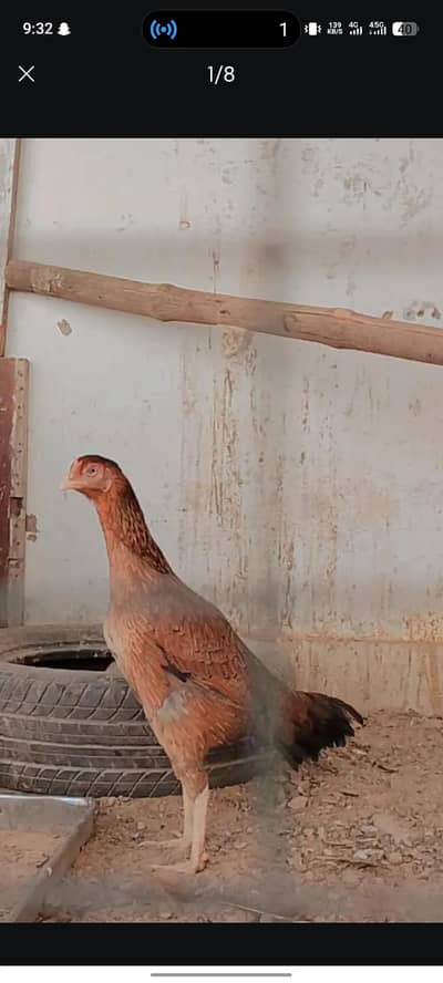 Old Bloodline Aseel Murgi