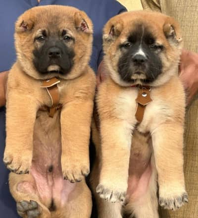 King kurdish kangaal pair pure breed security dog 2months for sale