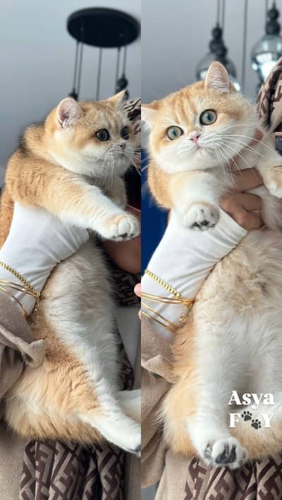 British Short Hair kittens available