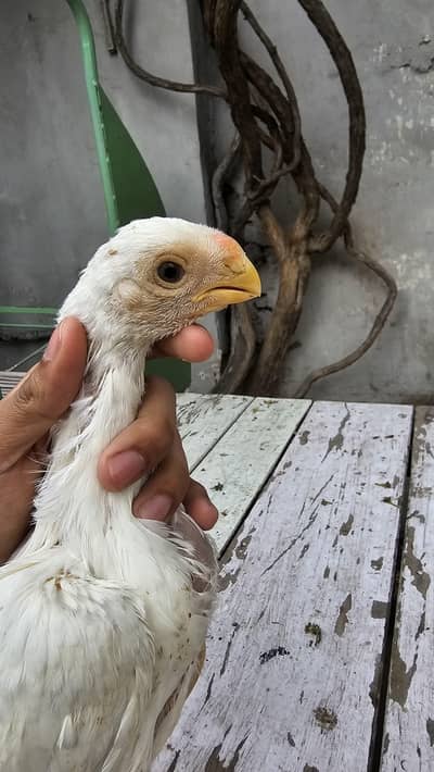 Indian Parrot beak chick's