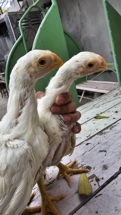 Indian Parrot beak Pair