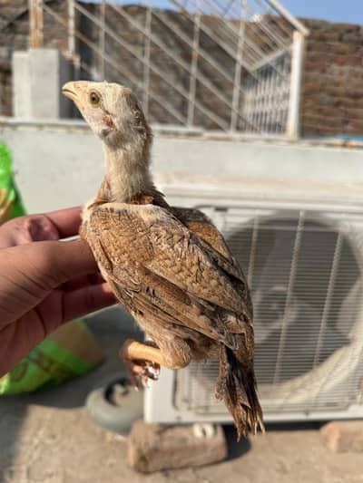 peelay chozay for sale