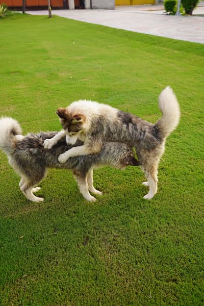 Pure Husky Puppy for Sale | 6 Months Old | Healthy & Active