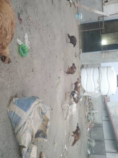 aseel chozy for sale