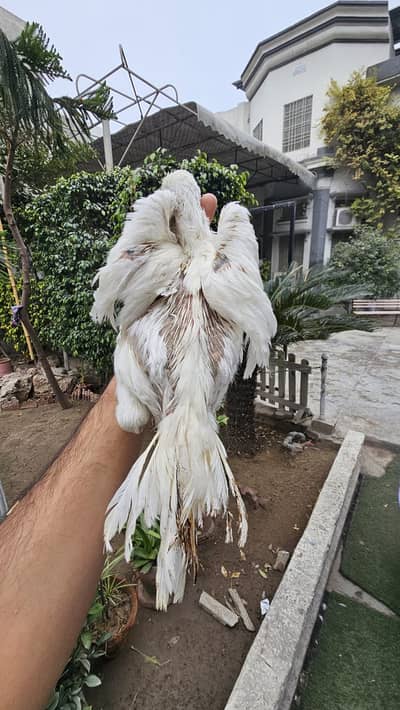 Male Indian Parrot Beak | Indain Parrot beak Tamperd tail