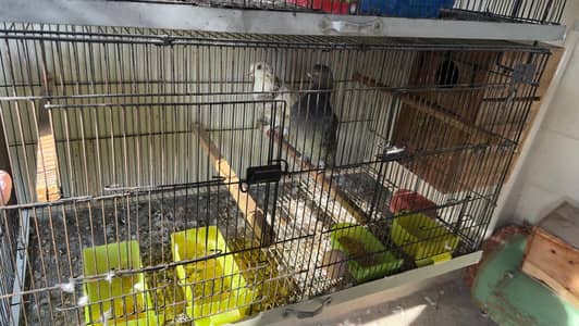 Birds cage or box for sale good condition