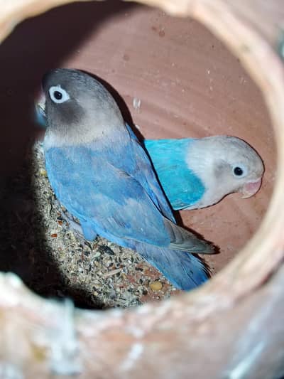 blue fishar breeder pair available ready to 2nd breed Ando pe he