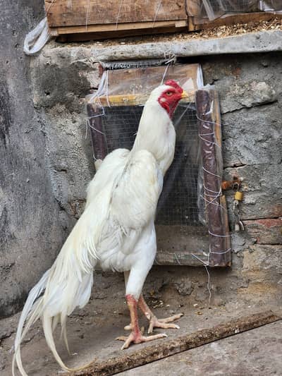 pure German ohh shamoo paper white