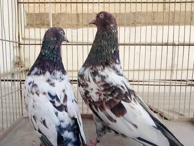 Meray Ghar ki bread hai