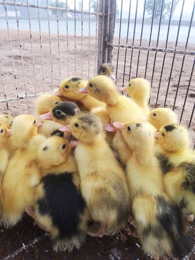 Ducks chicks