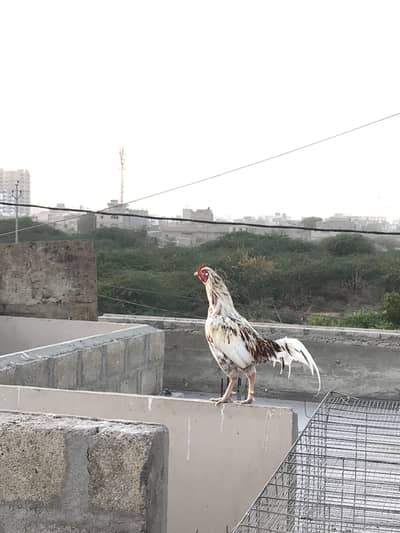 Heera Aseel and other