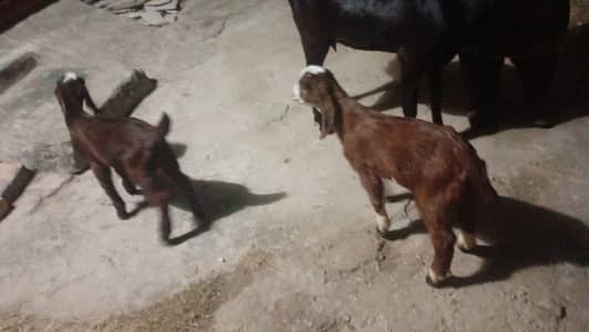 Black betal goats with her 2 kid bakray (2 months)