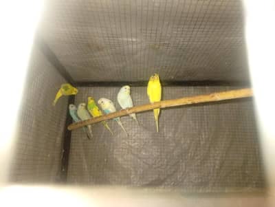 Breeder Pair Available