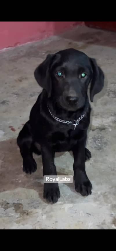 Labrador Pedigree Female Puppy