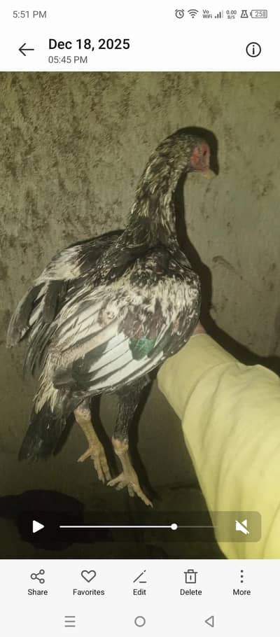 java patha phone #03497337794