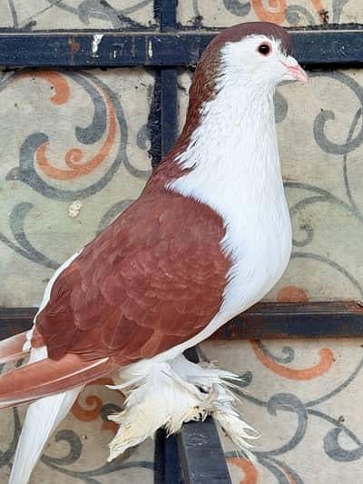 lahore sherazi breeder pair