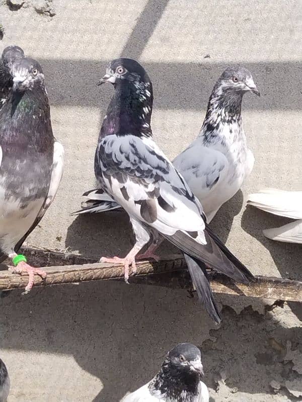 high flyers pigeons 0