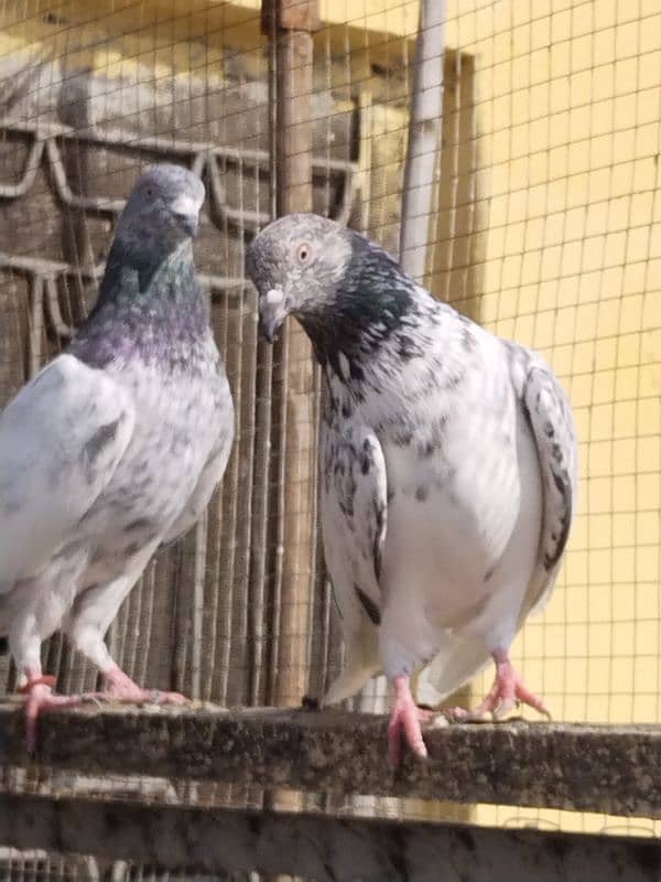 high flyers pigeons 1