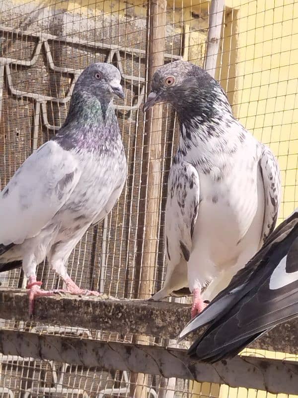 high flyers pigeons 2