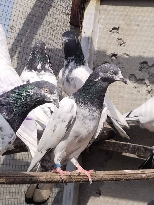 high flyers pigeons 4