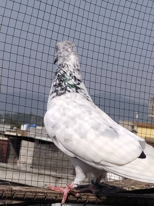 high flyers pigeons 5